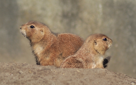 Prairiehondjes