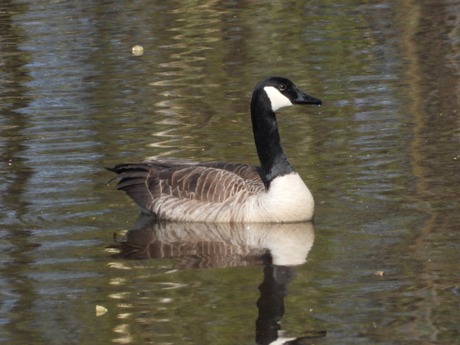 Canadesche Gans  