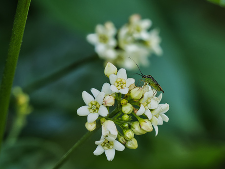 Luzernesierblindwants op witte engbloem 1