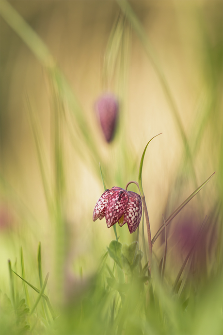 Kievitsbloemen