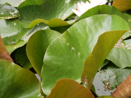 Waterlelie blad