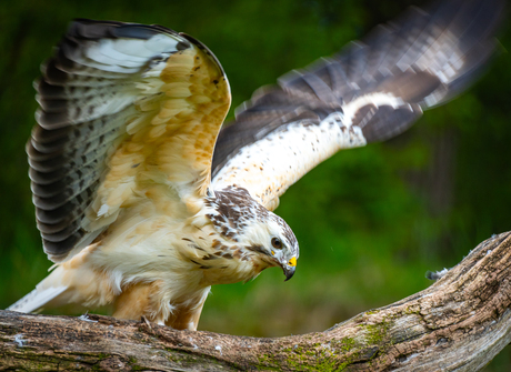 Buizerd in actie