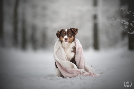 pup in de winter 