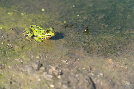 The Froggies