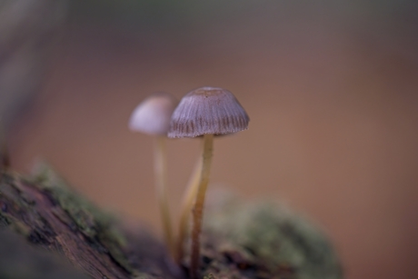 Paddenstoelen