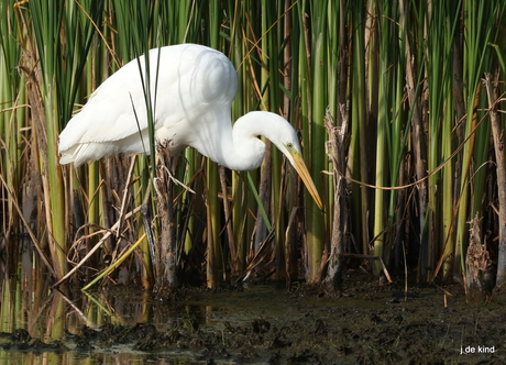 grote zilverreiger