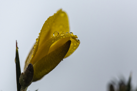 Macro van Gaspeldoorn
