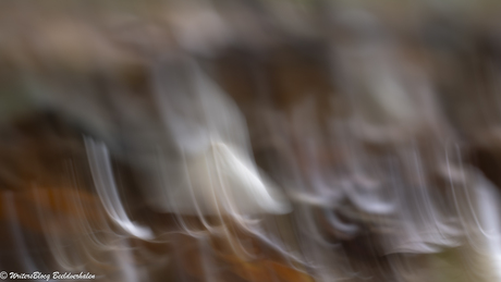 ZoomNL Dorstpaddestoelendag met MacroDaan en Dennis