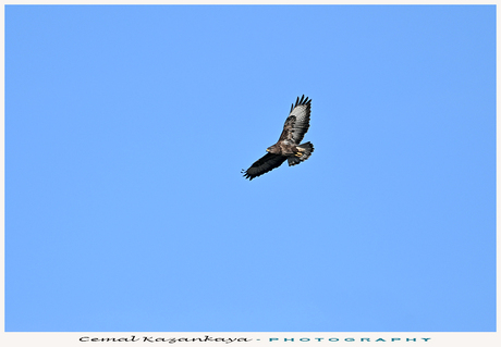 Buizerd in vlucht..