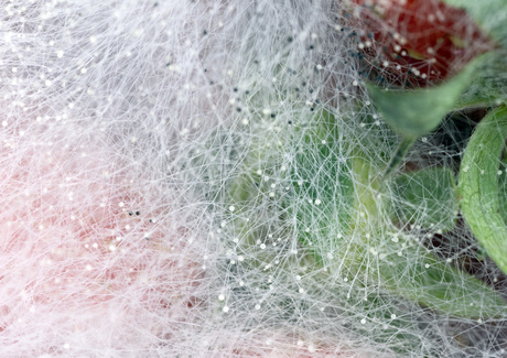 Aardbeien met myceliumnetwerk