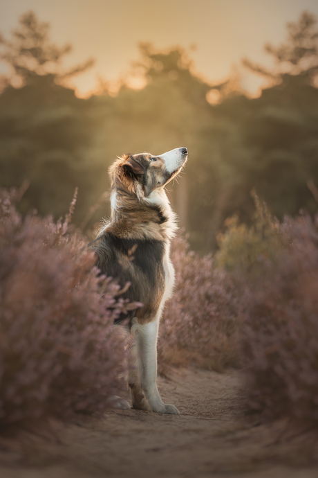 Loki in de heide