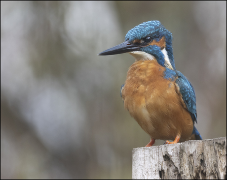 IJsvogel