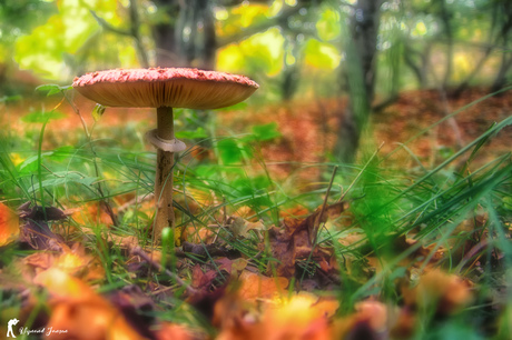 large parasol mushroom 2