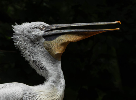 De kroeskoppeilkaan met zijn krop open