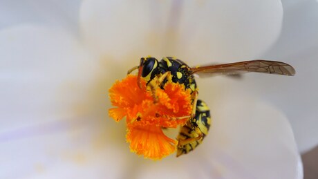 De wesp op de witte krokus 