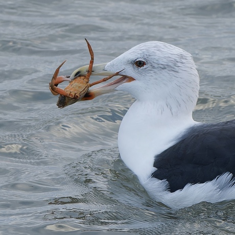 Strandkrab vecht voor z’n leven