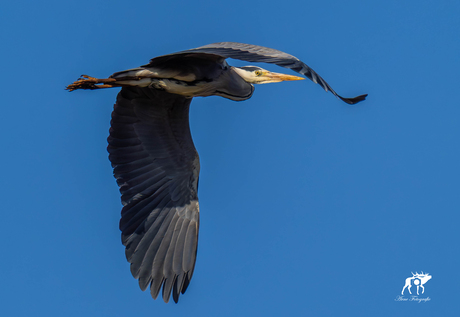 Blauwe reiger in vlucht