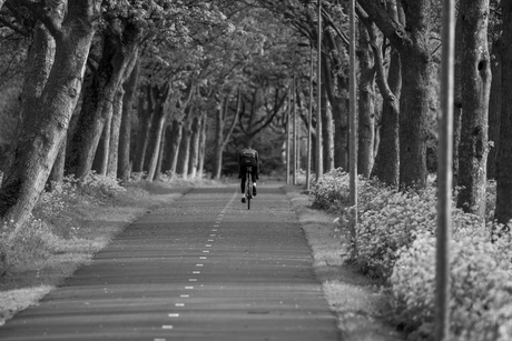 De eenzame fietser.