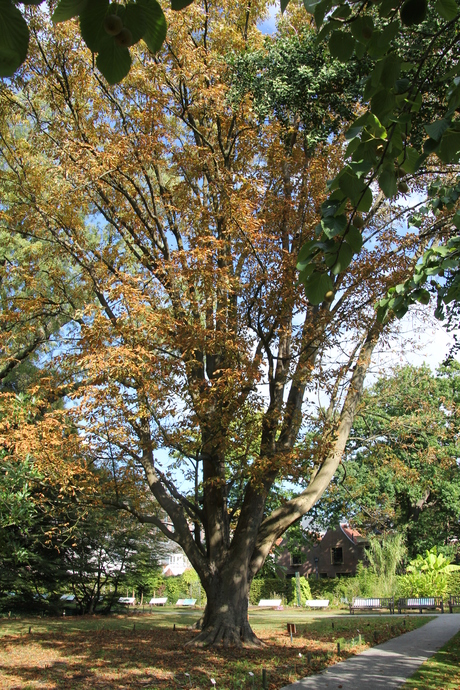 mooie boom met herfstkleuren