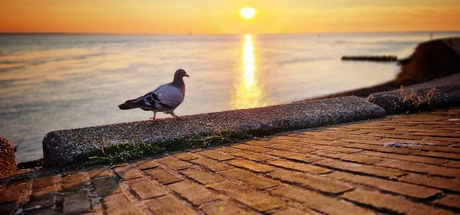 Wandelen tijdens ondergaande zon