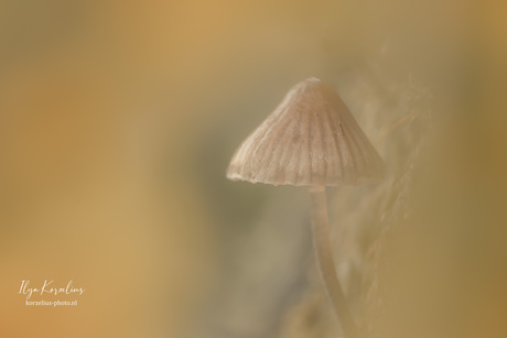 Moody mushroom