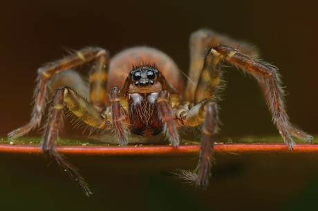 Bospiraat op waterlelieblad