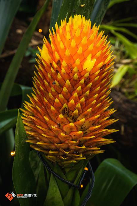 Kokerplant (Guzmania conifera)