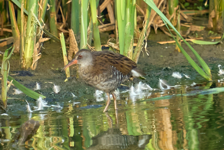 Met de pootjes in het water.