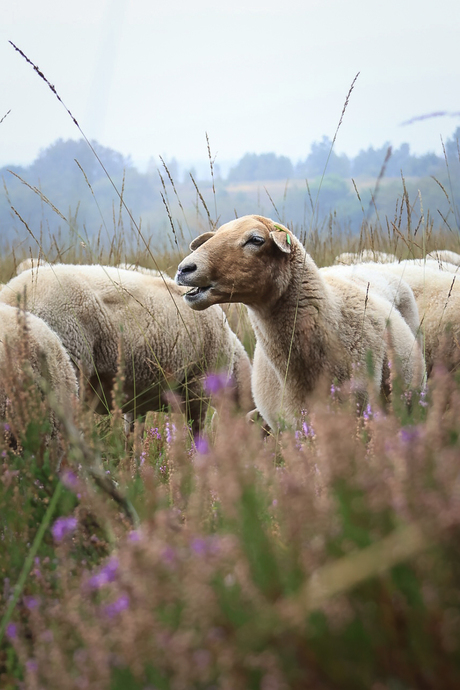 Plezier op de heide