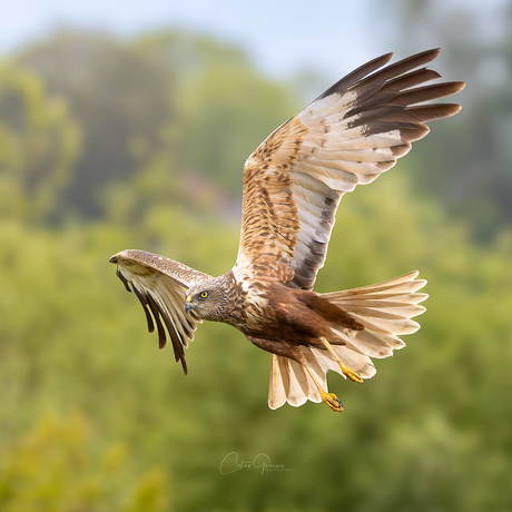 Western Marsh Harrier at Sunset -Bruine kiekendief
