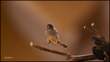 Jumping bird