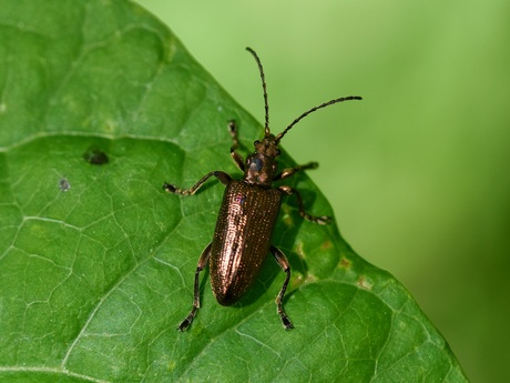 Koperkleurige kanjer