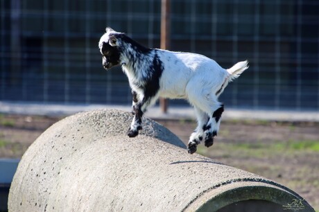 Jump
