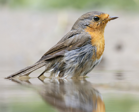Roodborst