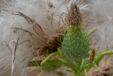 speerdistel