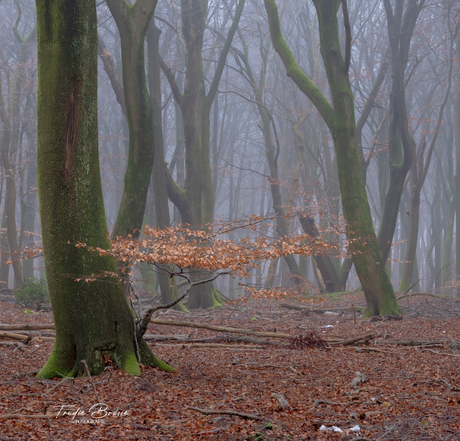 Speulderbos 