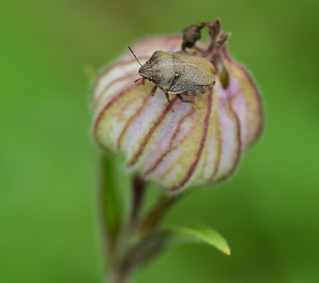 Gewone pantserwants op uitgebloeide koekoeksbloem.