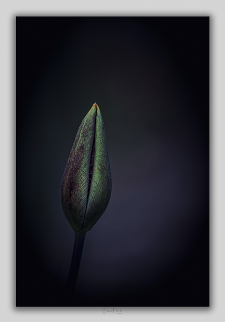 Tulp