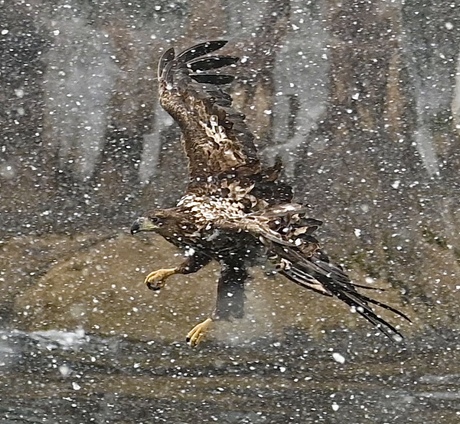 Wat een pracht vogel