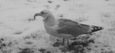 Zo maar een meeuw.