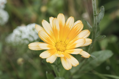 Gazania 