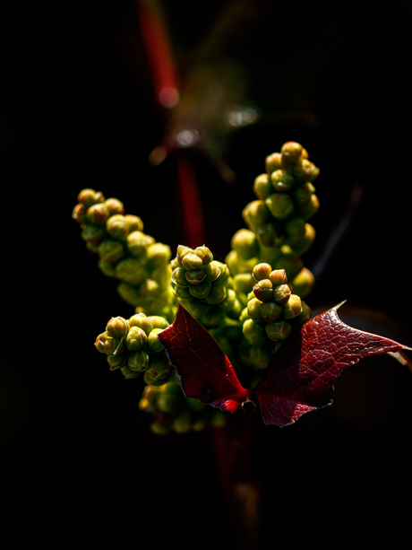 Mahoniestruik in de knop