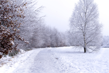 Winters landschap