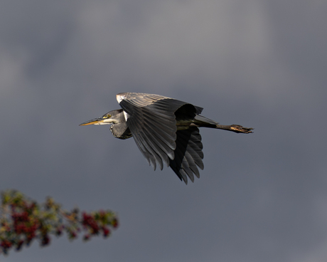 Heron / Reiger