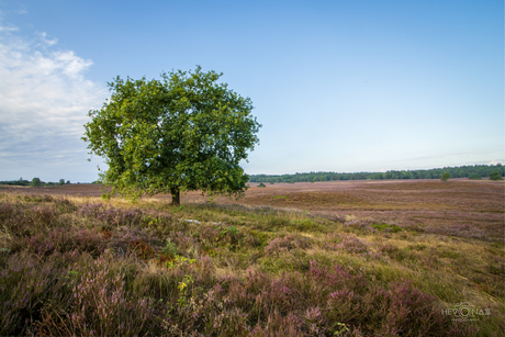 Renderklippen (Heerde)