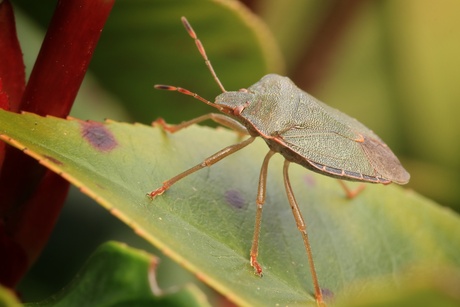 In een groen groen ...