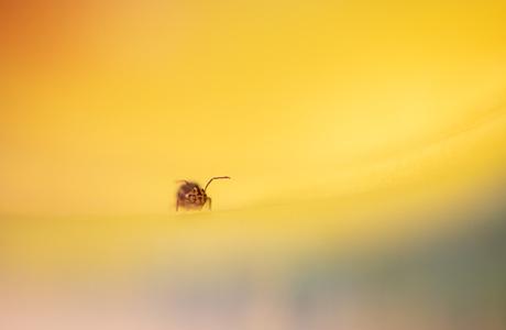 springtail