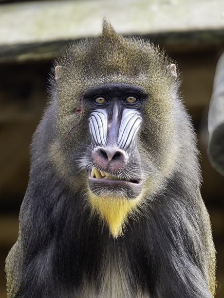 Portret van een Mandril