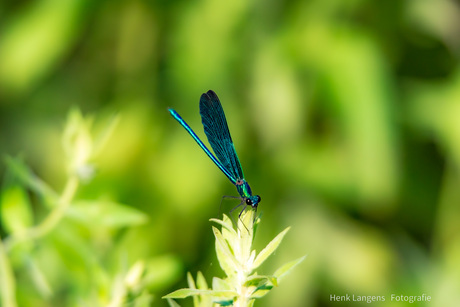 Blauwe Libel