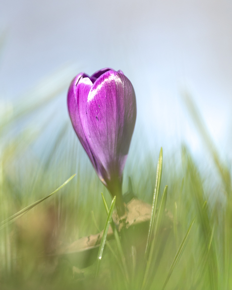 Krokus in het zonnetje